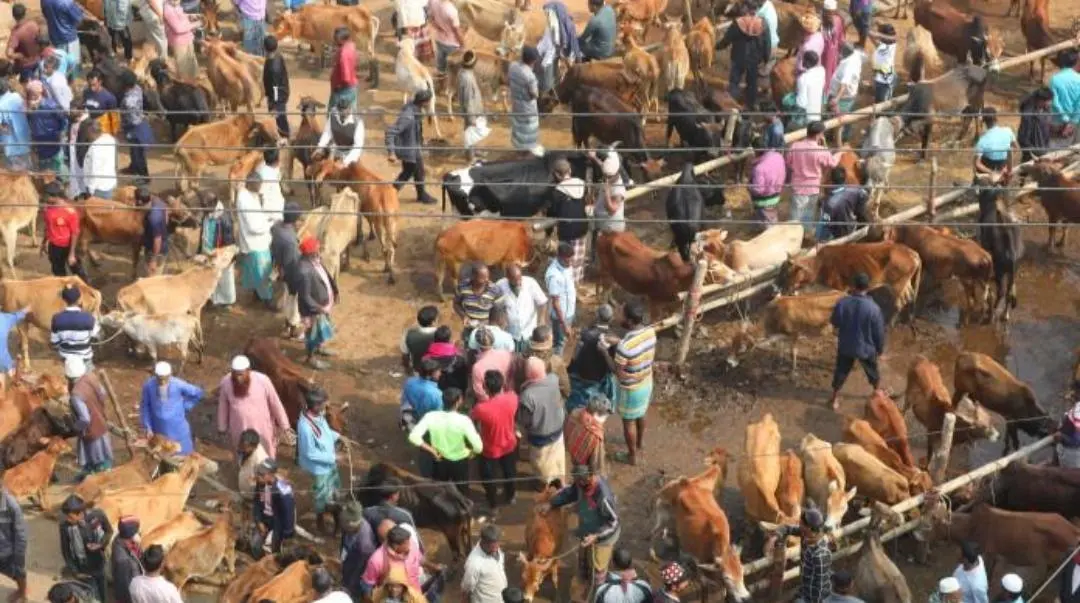 Arakan Army Accused of Collecting Taxes on Cattle Sales Ahead of Qurbani Festival – Rohingya Khobor