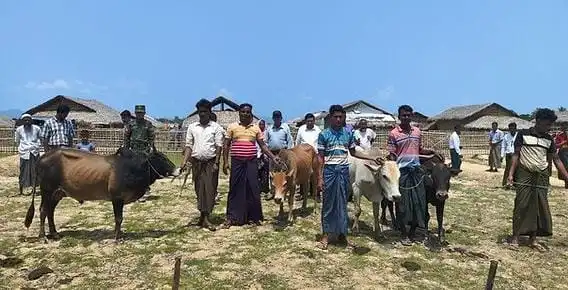 Rohingya Families Report Cattle Seized Near Kyaing Ta Pin in Maungdaw – Rohingya Khobor